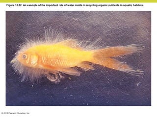 © 2015 Pearson Education, Inc.
Figure 12.32 An example of the important role of water molds in recycling organic nutrients in aquatic habitats.
 