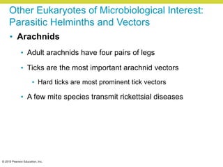 © 2015 Pearson Education, Inc.
Other Eukaryotes of Microbiological Interest:
Parasitic Helminths and Vectors
• Arachnids
• Adult arachnids have four pairs of legs
• Ticks are the most important arachnid vectors
• Hard ticks are most prominent tick vectors
• A few mite species transmit rickettsial diseases
 