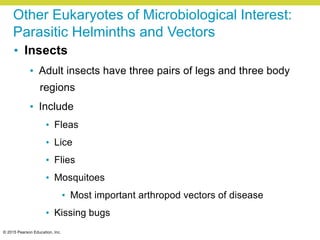 © 2015 Pearson Education, Inc.
Other Eukaryotes of Microbiological Interest:
Parasitic Helminths and Vectors
• Insects
• Adult insects have three pairs of legs and three body
regions
• Include
• Fleas
• Lice
• Flies
• Mosquitoes
• Most important arthropod vectors of disease
• Kissing bugs
 
