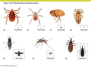 © 2015 Pearson Education, Inc.
Figure 12.33 Representative arthropod vectors.
 
