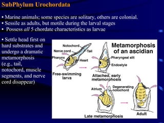 SubPhylum Urochordata Marine animals; some species are solitary, others are colonial. Sessile as adults, but motile during the larval stages Possess  all  5 chordate characteristics as larvae  Settle head first on hard substrates and undergo a dramatic metamorphosis (e.g., tail, notochord, muscle segments, and nerve cord disappear) 
