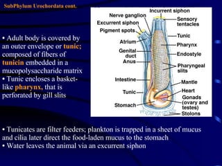 SubPhylum Urochordata cont. Adult body is covered by an outer envelope or  tunic;  composed of fibers of  tunicin   embedded in a mucopolysaccharide matrix Tunic encloses a basket-like  pharynx,  that is perforated by gill slits Tunicates are filter feeders; plankton is trapped in a sheet of mucus and cilia later direct the food-laden mucus to the stomach Water leaves the animal via an excurrent siphon 
