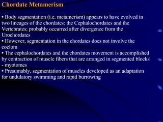 Chordate Metamerism Body segmentation (i.e. metamerism) appears to have evolved in two lineages of the chordates: the Cephalochordates and the  Vertebrates; probably occurred after divergence from the Urochordates However, segmentation in the chordates does not involve the coelom The cephalochordates and the chordates movement is accomplished by contraction of muscle fibers that are arranged in segmented blocks - myotomes Presumably, segmentation of muscles developed as an adaptation for undulatory swimming and rapid burrowing 