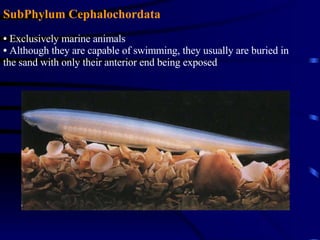SubPhylum Cephalochordata Exclusively marine animals  Although they are capable of swimming, they usually are buried in the sand with only their anterior end being exposed 