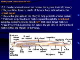 SubPhylum Cephalochordata cont. All chordate characteristics are present throughout their life history They are filter feeders: inside of the oral hood is lined with cilia  - wheel organ These cilia, plus cilia in the pharynx help generate a water current  Water and suspended food particles pass through the  oral hood ,  equipped with projections called  cirri   that strain larger particles Feed by secreting a mucous net across the gill slits to filter out food particles that are present in the water. 