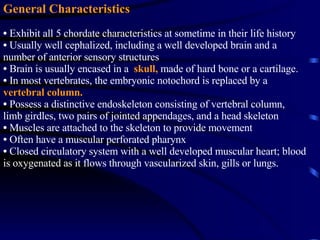 General Characteristics Exhibit all 5 chordate characteristics at sometime in their life history  Usually well cephalized, including a well developed brain and a number of anterior sensory structures Brain is usually encased in a  skull,   made of hard bone or a cartilage. In most vertebrates, the embryonic notochord is replaced by a  vertebral column.   Possess a distinctive endoskeleton consisting of vertebral column, limb girdles, two pairs of jointed appendages, and a head skeleton Muscles are attached to the skeleton to provide movement Often have a muscular perforated pharynx Closed circulatory system with a well developed muscular heart; blood is oxygenated as it flows through vascularized skin, gills or lungs. 