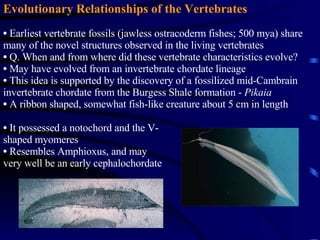 Evolutionary Relationships of the Vertebrates Earliest vertebrate fossils (jawless ostracoderm fishes; 500 mya) share many of the novel structures observed in the living vertebrates Q. When and from where did these vertebrate characteristics evolve? May have evolved from an invertebrate chordate lineage This idea is supported by the discovery of a fossilized mid-Cambrain invertebrate chordate from the Burgess Shale formation -  Pikaia A ribbon shaped, somewhat fish-like creature about 5 cm in length It possessed a notochord and the V-shaped myomeres Resembles Amphioxus, and may very well be an early cephalochordate 
