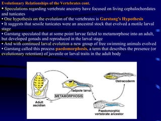 Evolutionary Relationships of the Vertebrates cont. Speculations regarding vertebrate ancestry have focused on living cephalochordates and tunicates One hypothesis on the evolution of the vertebrates is  Garstang's Hypothesis It suggests that sessile tunicates were an ancestral stock that evolved a motile larval stage Garstang speculated that at some point larvae failed to metamorphose into an adult, but developed gonads and reproduced in the larval stage And with continued larval evolution a new group of free swimming animals evolved Garstang called this process  paedomorphosis,   a term that describes the presence (or evolutionary retention) of juvenile or larval traits in the adult body 