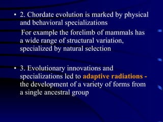 2. Chordate evolution is marked by physical and behavioral specializations For example the forelimb of mammals has a wide range of structural variation, specialized by natural selection 3. Evolutionary innovations and specializations led to  adaptive radiations -   the development of a variety of forms from a single ancestral group 