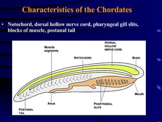 Characteristics of the Chordates Notochord, dorsal hollow nerve cord, pharyngeal gill slits, blocks of   muscle, postanal tail 