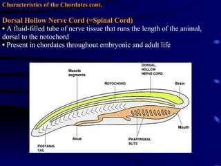 Characteristics of the Chordates cont. Dorsal Hollow Nerve Cord (=Spinal Cord) A fluid-filled tube of nerve tissue that runs the length of the animal, dorsal to the notochord Present in chordates throughout embryonic and adult life 