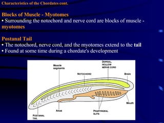 Characteristics of the Chordates cont. Blocks of   Muscle - Myotomes   Surrounding the notochord and nerve cord are blocks of muscle -  myotomes Postanal Tail The notochord, nerve cord, and the myotomes extend to the  tail Found at some time during a chordate's development 