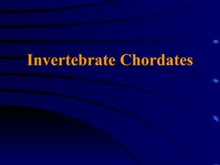 Invertebrate Chordates 
