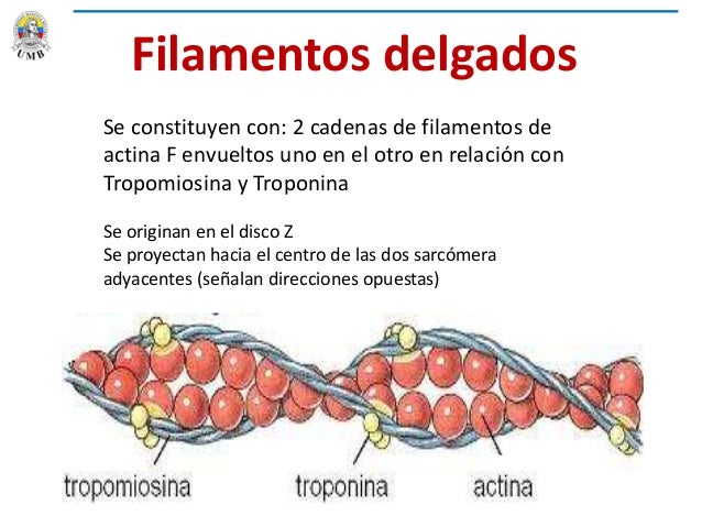 CLASE 12 CORTE 1