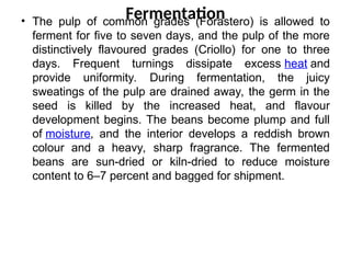Fermentation
• The pulp of common grades (Forastero) is allowed to
ferment for five to seven days, and the pulp of the more
distinctively flavoured grades (Criollo) for one to three
days. Frequent turnings dissipate excess heat and
provide uniformity. During fermentation, the juicy
sweatings of the pulp are drained away, the germ in the
seed is killed by the increased heat, and flavour
development begins. The beans become plump and full
of moisture, and the interior develops a reddish brown
colour and a heavy, sharp fragrance. The fermented
beans are sun-dried or kiln-dried to reduce moisture
content to 6–7 percent and bagged for shipment.
 