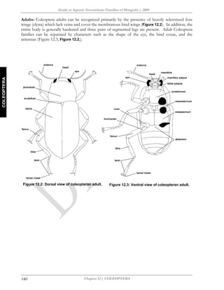 12Coleoptera order aquatic beetles key Coleoptera families | PDF