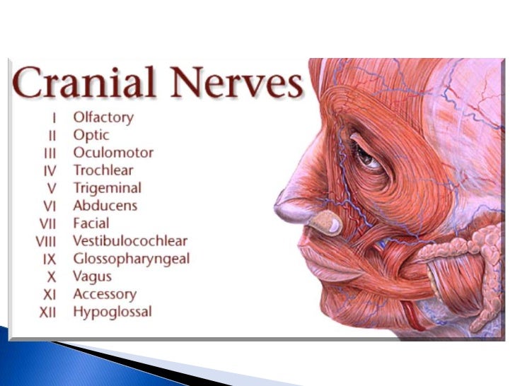 12 cranial nerves