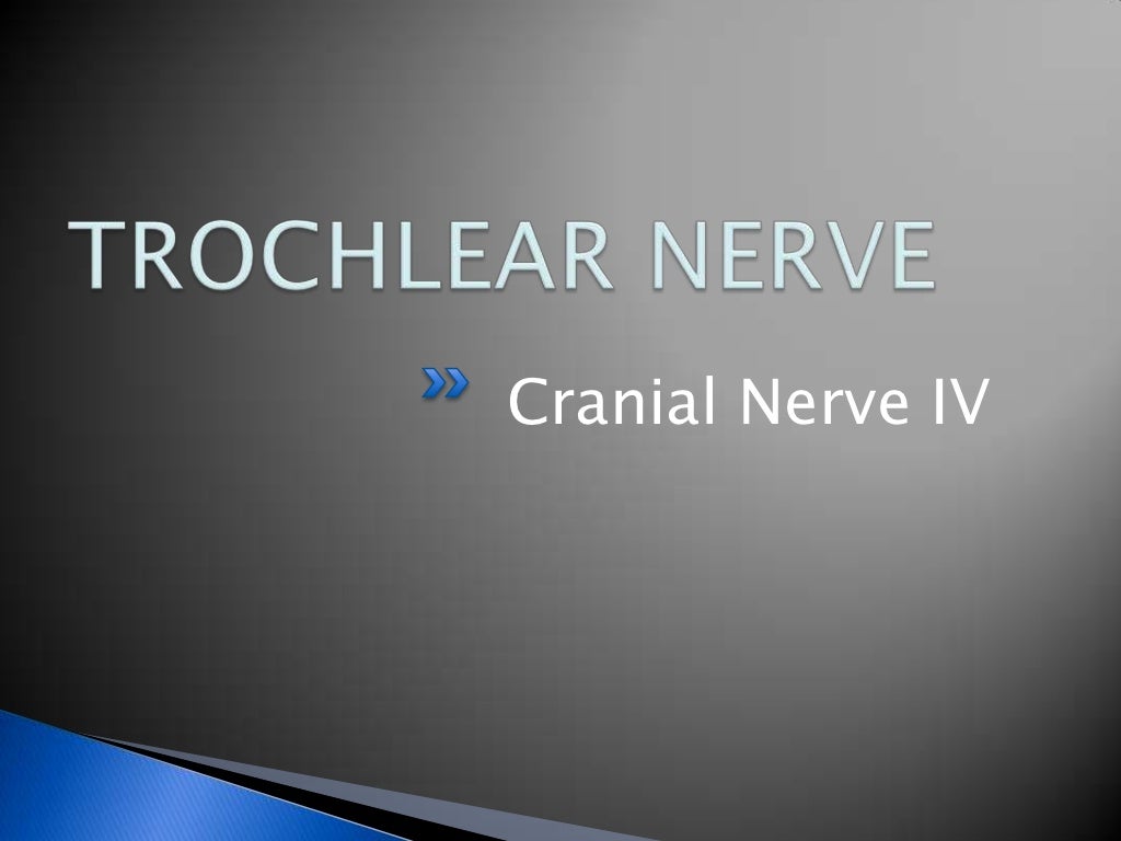 12 cranial nerves