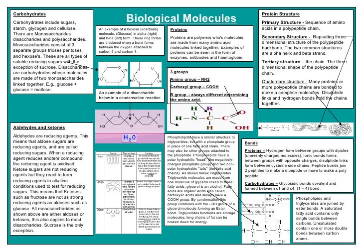 biology poster template