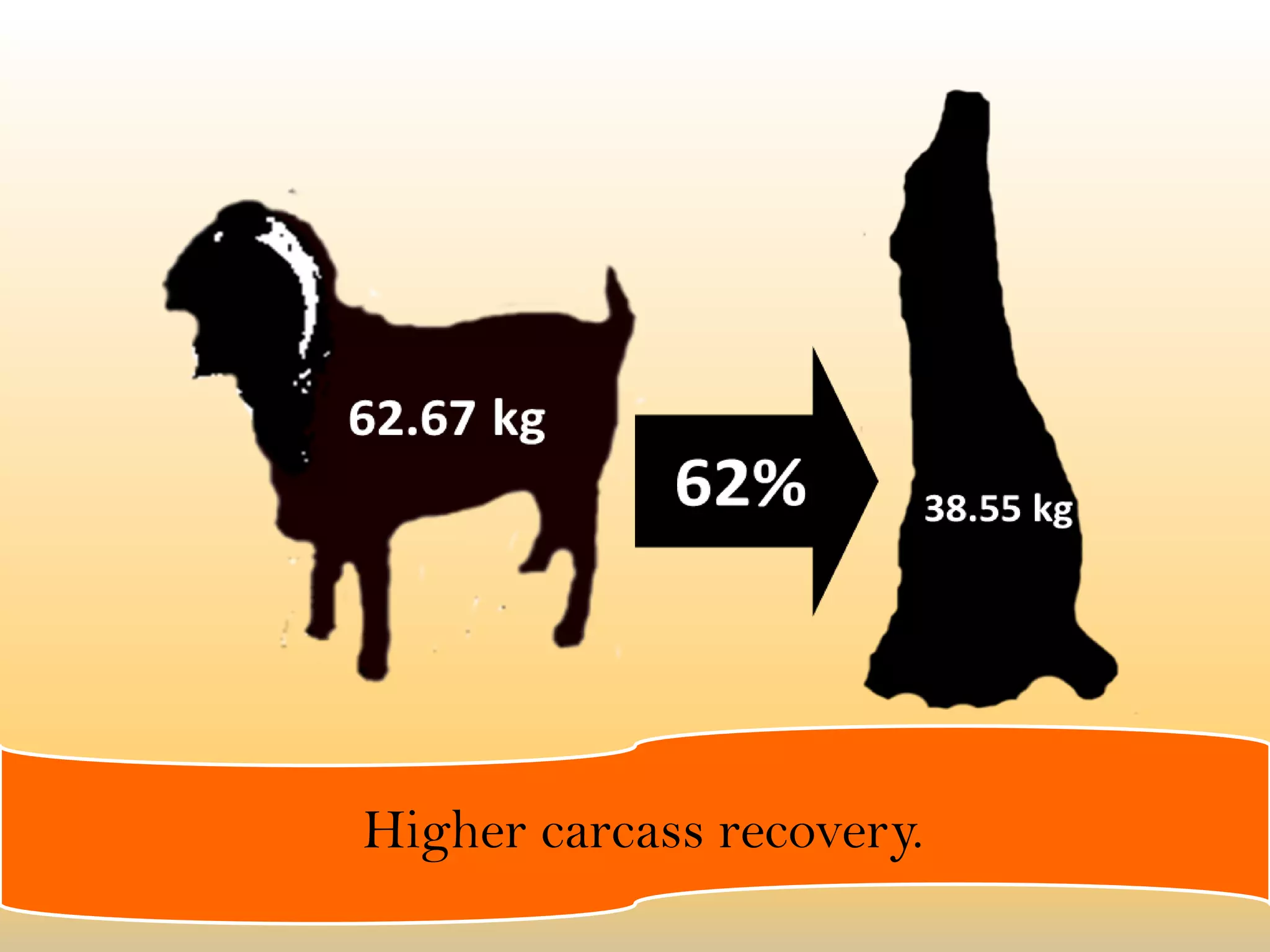 Higher carcass recovery.
 