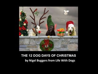 THE 12 DOG DAYS OF CHRISTMAS
by Nigel Buggers from Life With Dogs
 