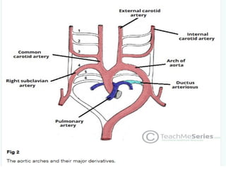 12 Development of the Cardiovascular System (2).pptx
