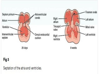 12 Development of the Cardiovascular System (2).pptx
