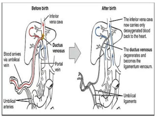 12 Development of the Cardiovascular System (2).pptx