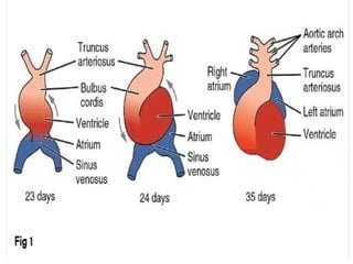 12 Development of the Cardiovascular System (2).pptx