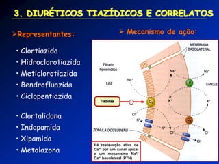 3. DIURÉTICOS TIAZÍDICOS E CORRELATOS 
 Mecanismo de ação: 
• Clortiazida 
• Hidroclorotiazida 
• Meticlorotiazida 
• Bendrofluazida 
• Ciclopentiazida 
• Clortalidona 
• Indapamida 
• Xipamida 
• Metolazona 
Representantes: Há reabsorção ativa de Ca++ por um canal apical e um mecanismo Na+/ Ca++ basolateral (PTH)  