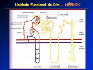 Unidade Funcional do Rim - NÉFRON  