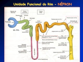 Unidade Funcional do Rim - NÉFRON 
65 -75%  