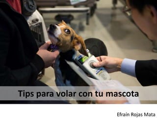 Efraín Rojas Mata
Tips para volar con tu mascota
 