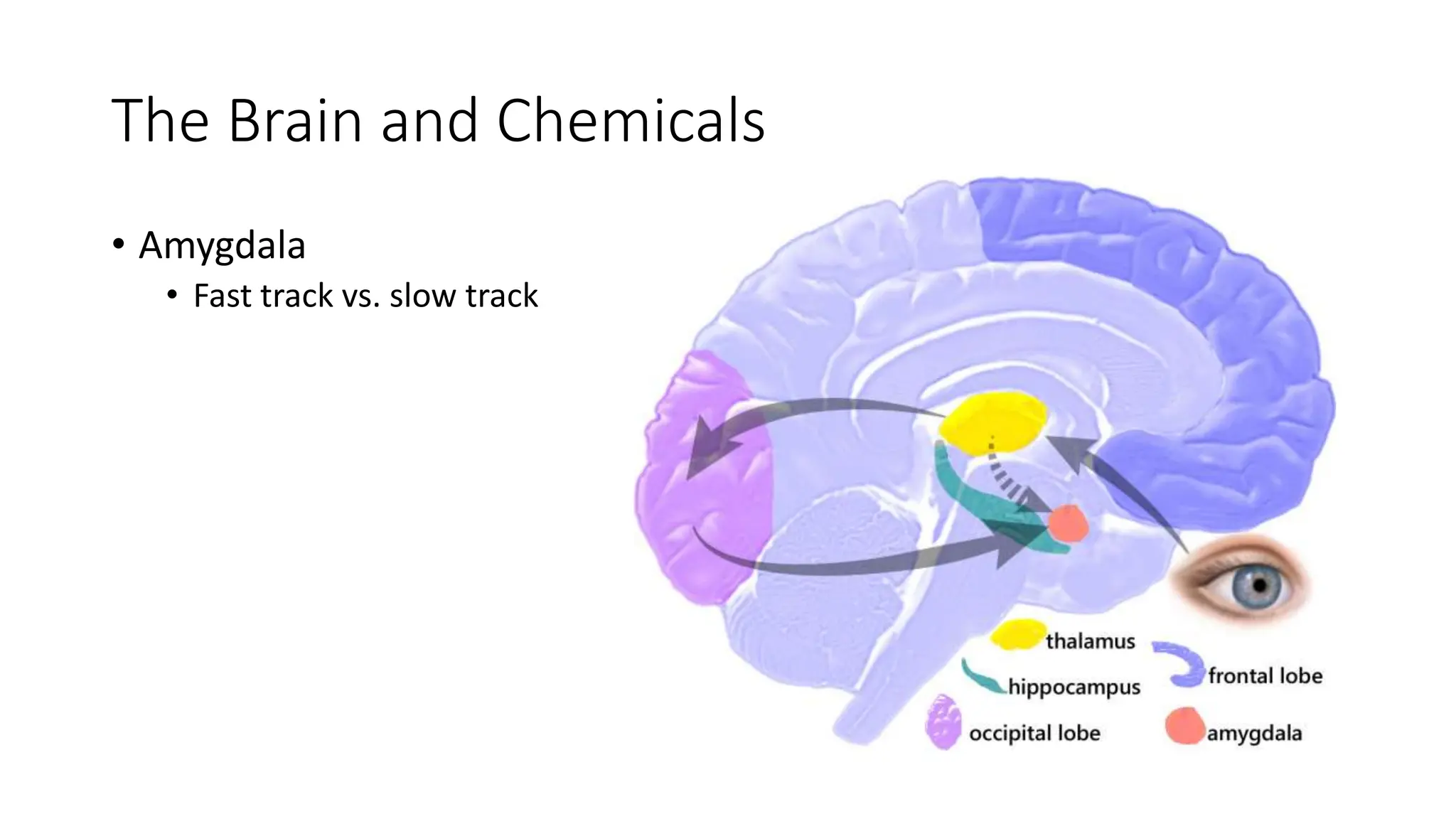 Behavioral Neuroscience: Emotional Behaviors | PPTX
