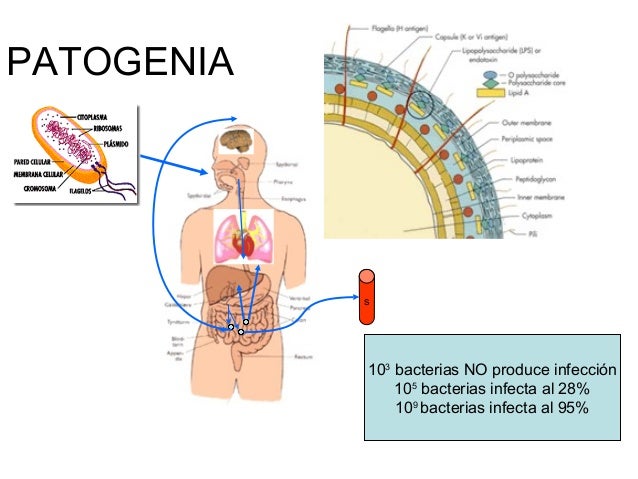 Que complejo de vitaminas beber a la psoriasis