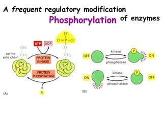 12 Enzymes 9 28 05.ppt