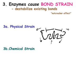 12 Enzymes 9 28 05.ppt