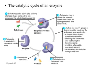 12 Enzymes 9 28 05.ppt