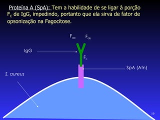 Proteína A (SpA): Tem a habilidade de se ligar à porção
FC de IgG, impedindo, portanto que ela sirva de fator de
opsonização na Fagocitose.

                          Fab   Fab


        IgG
                                Fc

                                                  SpA (Atn)
S. aureus




                                                              10
 