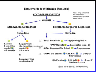 Esquema de Identificação (Resumo)
                                                                                Nota: Strep. viridans é
                               COCOS GRAM POSITIVOS                             alfa hemolítico e
                                                                                negativo para todos os
                                                                                testes abaixo
                                           Catalase
                     +
   Staphylococcus (cachos)                            Streptococcus
                                                                   -(pares & cadeias)
               Coagulase                                              Hemólise


    +
S. aureus
                          -
                S. epidermidis
                                     (1)    BETA: Bacitracina
                                                                +         S.pyogenes (grupo A)

β-hemolítico    não-hemolítico (normalmente)
                                                 CAMP/Hipurato        +S. agalactiae (grupo B)
manitol +
col. amarelo
                manitol   -
                col. branca
                                       (2) ALFA: Optoquina/Bile Solubil.       +
                                                                               S. pneumoniae


                ou
                                     (3)    GAMA: Bile Esculina     +     6.5% NaCl +         Group D*
                                                                             Enterococcus
                S. saprophyticus
                novobiocina - R
                                                      Bile Esculina   +    6.5% NaCl
                                                                                      -    Group D*
                                                                            Não-Enterococcus

                                                            (*pode ser tb beta ou alfa hemolítico)
                                                                                                          60
 