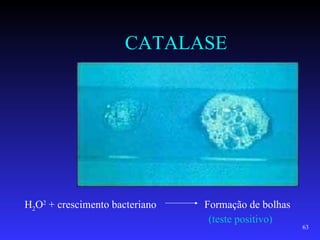 CATALASE




H2O2 + crescimento bacteriano   Formação de bolhas
                                 (teste positivo)
                                                     63
 