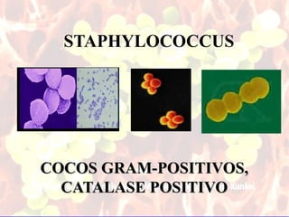 STAPHYLOCOCCUS




COCOS GRAM-POSITIVOS,
  CATALASE POSITIVO
                        1
 