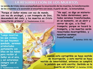 La venida de Cristo viene acompañada por la resurrección de los muertos, la transformación
de los creyentes y la ascensión al encuentro con Jesús. A partir de ahí… la inmortalidad.
“Porque el Señor mismo con voz de mando,
con voz de arcángel, y con trompeta de Dios,
descenderá del cielo; y los muertos en Cristo
resucitarán primero” (1 Tesalonicenses 4:16)

“Luego nosotros
los que vivimos,
los que hayamos
quedado, seremos
arrebatados
juntamente con
ellos en las nubes
para recibir al
Señor en el aire,
y así estaremos
siempre con el
Señor”
(1 Tesalonicenses 4:17)

“He aquí, os digo un misterio:
No todos dormiremos; pero
todos seremos transformados,
en un momento, en un abrir y
cerrar de ojos, a la final
trompeta; porque se tocará la
trompeta, y los muertos serán
resucitados incorruptibles, y
nosotros seremos
transformados”

(1 Corintios 15:51-52)

“Y cuando esto corruptible se haya vestido
de incorrupción, y esto mortal se haya
vestido de inmortalidad, entonces se cumplirá
la palabra que está escrita: Sorbida es la
muerte en victoria” (1 Corintios 15:54)

 
