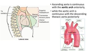 • Ascending aorta is continuous
with the aortic arch anteriorly,
• while the aortic arch is
continuous with the descending
thoracic aorta posteriorly
 