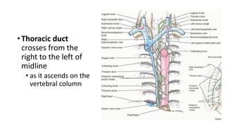 • Thoracic duct
crosses from the
right to the left of
midline
• as it ascends on the
vertebral column
 