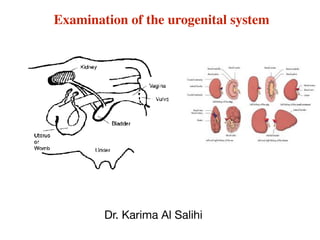 Examination of the urogenital system 
Dr. Karima Al Salihi
 