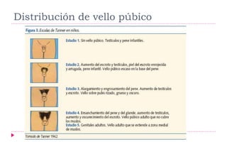 Distribución de vello púbico
 