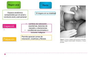 Región anal Recto
Espacio anatómico
comprendido por el canal o
conducto anal y piel perianal
El órgano en su totalidad
Inspecció
n
Palpación
• cambios de coloración,
exantemas, lesiones de
rascado y ulceraciones
• condilomas acuminados o
tumores malignos
Permite apreciar zonas de
induración, cicatrices y fibrosis
 