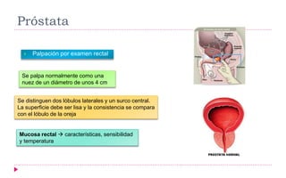 Próstata
 Palpación por examen rectal
Se palpa normalmente como una
nuez de un diámetro de unos 4 cm
Se distinguen dos lóbulos laterales y un surco central.
La superficie debe ser lisa y la consistencia se compara
con el lóbulo de la oreja
Mucosa rectal  características, sensibilidad
y temperatura
 