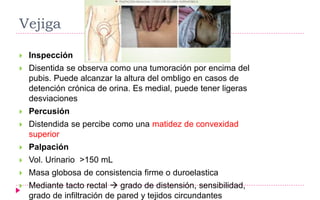 Vejiga
 Inspección
 Disentida se observa como una tumoración por encima del
pubis. Puede alcanzar la altura del ombligo en casos de
detención crónica de orina. Es medial, puede tener ligeras
desviaciones
 Percusión
 Distendida se percibe como una matidez de convexidad
superior
 Palpación
 Vol. Urinario >150 mL
 Masa globosa de consistencia firme o duroelastica
 Mediante tacto rectal  grado de distensión, sensibilidad,
grado de infiltración de pared y tejidos circundantes
 